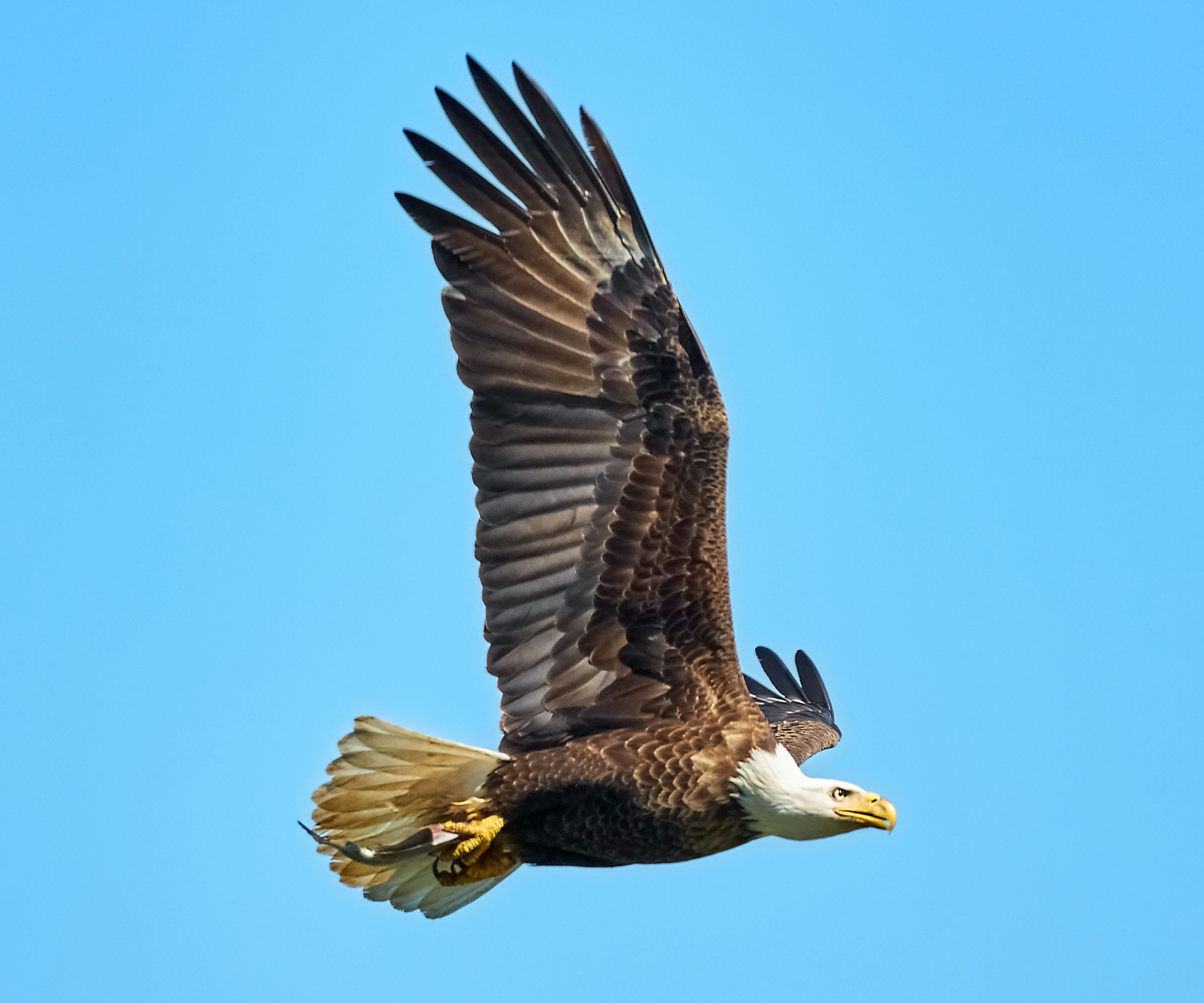 Bald Eagle