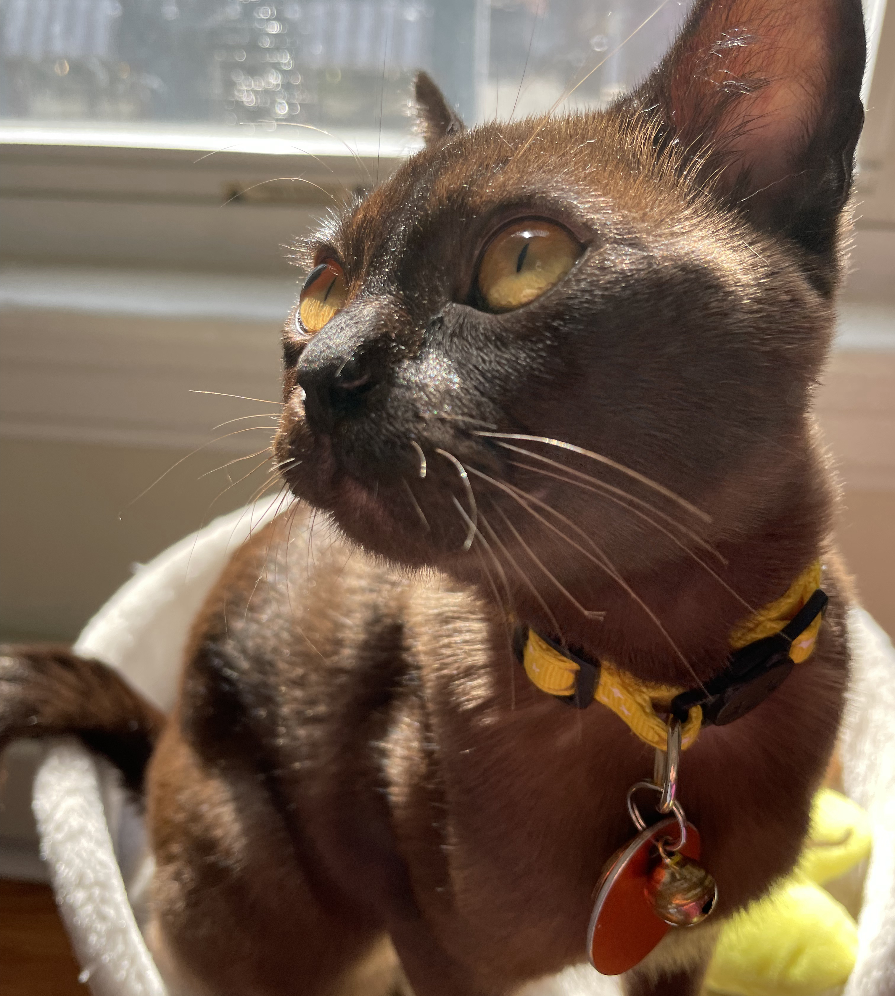 Close up on Stella's yellow eyes and brown fur in the sun.'