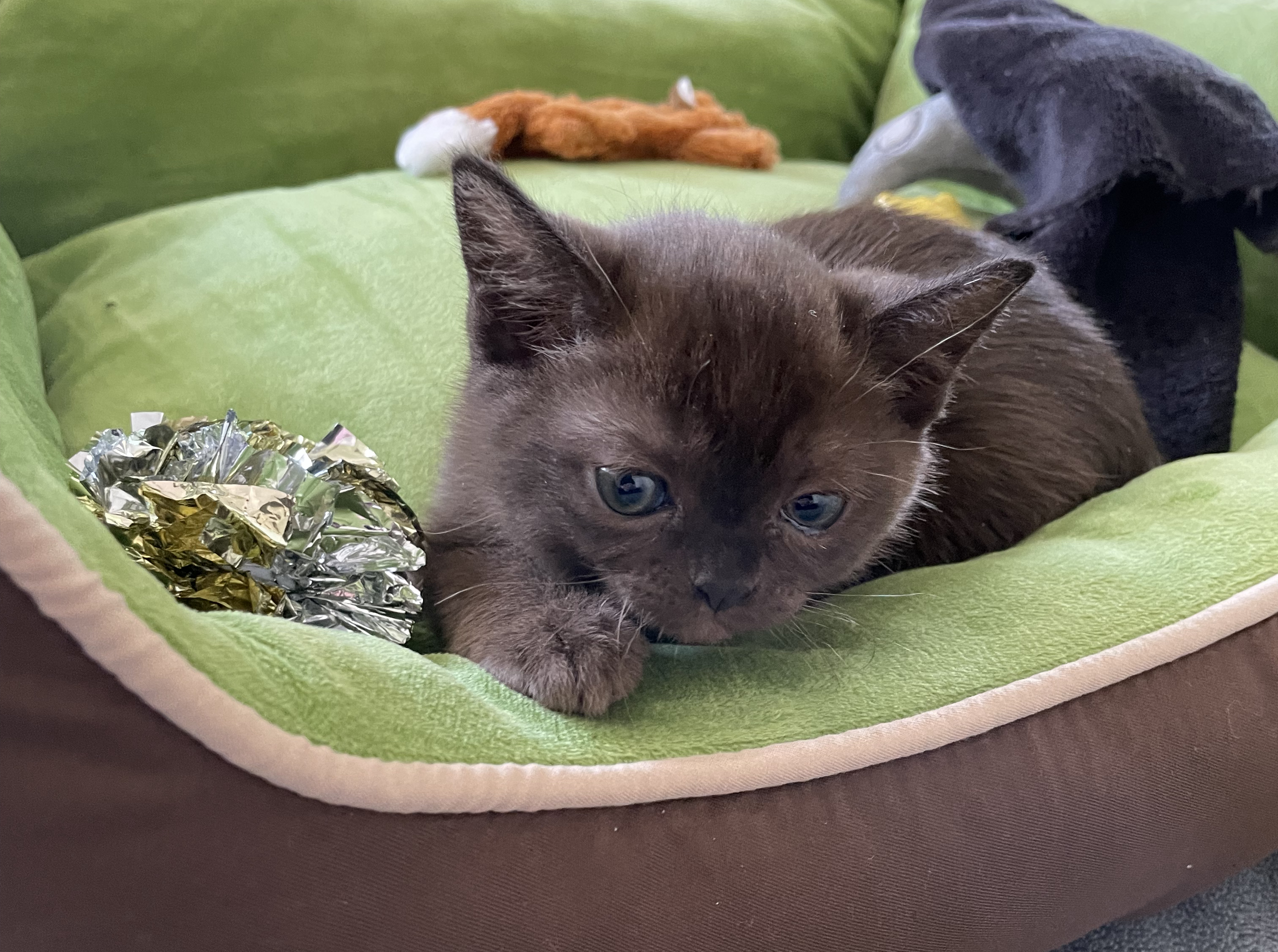 Stella as a seven week three day old kitten.