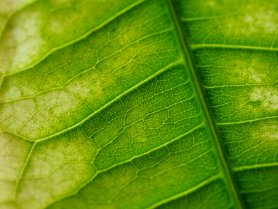 Leaf macro photography